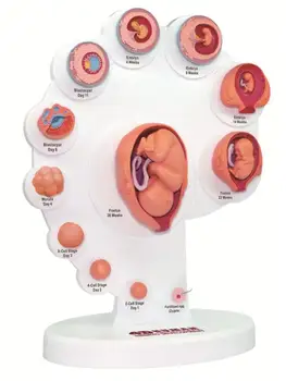 4D Master Uman de creștere fetală organe anatomice model 21 părți ale corpului Uman asamblarea puzzle jucărie