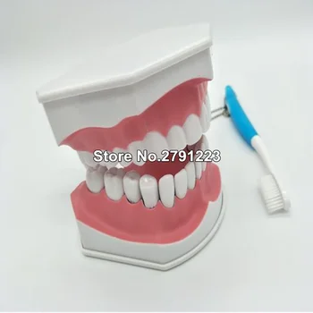 Dinții model de perie de predare modele Detașabile, Dinti mai mici,Dentare Adult standard orală model,mai devreme de Învățământ pentru copii,modele dentare