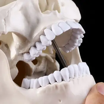 Omului Anatomice Anatomie Scheletul Capului Craniu Model De Predare Rechizite Instrument De Studiu