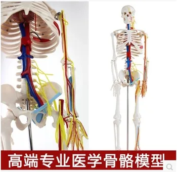 85cm umane Autentice osos model neuromusculare începând și terminând schelet schelet mic coloanei vertebrale model
