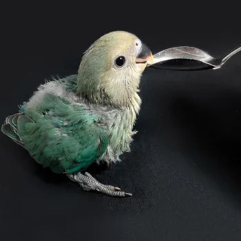 De Vânzare La Cald Din Oțel Inoxidabil Lingura Lapte Praf Hrana Animale De Companie Pui Papagal Lingura Amuzant De Hranire Lingura De Păsări Papagal Consumabile
