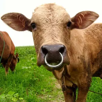 Vaca Inel De Nas 3.9 Inch Taur Vacă Bovine Bovine Nas Inel Din Oțel Inoxidabil Animal Farm Supplies