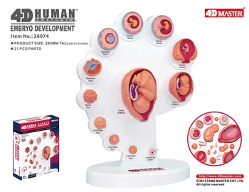 4D Master Uman de creștere fetală organe anatomice model 21 părți ale corpului Uman asamblarea puzzle jucărie