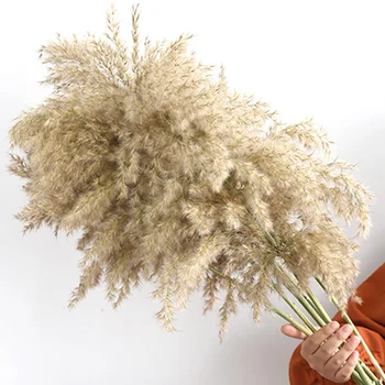 Prime de culoare 3 tipuri disponibile plante Uscate iarbă de pampas phragmites&reed&papura flori communis nunta buchet de flori