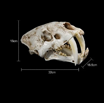 1:1 Dimensiune American Animale Antice Saber Tooth Cat Tigru Craniu Sabertooth Smilodon Fatalis Specimen Model Animal Model De Schelet