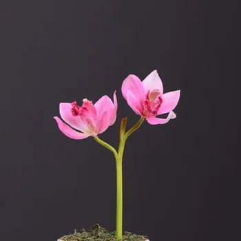 6pcs Artificiale Mini din Asia de Est Orhidee en-Gros Scurt Ramură de Simulare Cymbidium Grad Înalt de Familie Festivalul de Decor Petrecere