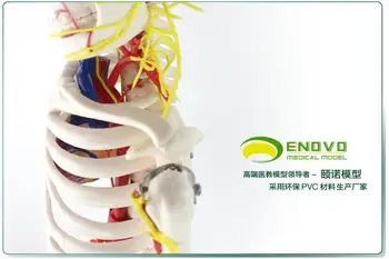 85cm umane Autentice osos model neuromusculare începând și terminând schelet schelet mic coloanei vertebrale model