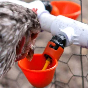 Animale cană de Alimentare Automată Pasăre Coteț de Păsări de curte Pui Băutor de Apă Potabilă Cupe 10buc Pui de Băut Cupa H5