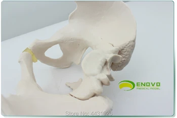 ENOVO 1. De sex masculin pelvis model exemplarelor din ilium sciatic os model schelet uman model