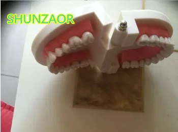 Standard Dinte de Predare Gigant Dentare, Dentist Dintii Copilului Kidtraining model Extracții de Educație Medicală Educative Model