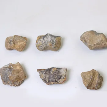 1 Buc Naturale Fosili Înghiți Fosile Paleontologie Fosile De Piatră Înghiți Specimen De Predare Știință De Colectare A Consumabilelor