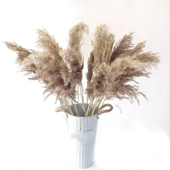 Prime de culoare 3 tipuri disponibile plante Uscate iarbă de pampas phragmites&reed&papura flori communis nunta buchet de flori