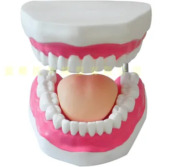6X Dinte Model cu Limba de Îngrijire a Sănătății Orale Dentare Model de Predare, Instrumente Dentare de Structură