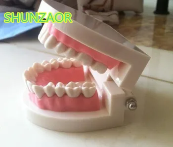 Standard Dinte de Predare Gigant Dentare, Dentist Dintii Copilului Kidtraining model Extracții de Educație Medicală Educative Model