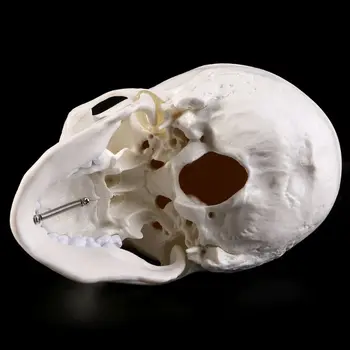 Omului Anatomice Anatomie Scheletul Capului Craniu Model De Predare Rechizite Instrument De Studiu
