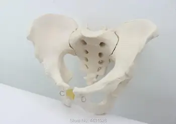 ENOVO 1. De sex masculin pelvis model exemplarelor din ilium sciatic os model schelet uman model