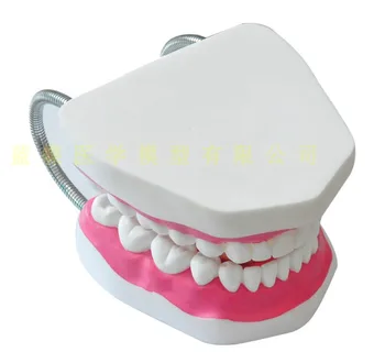 6X Dinte Model cu Limba de Îngrijire a Sănătății Orale Dentare Model de Predare, Instrumente Dentare de Structură