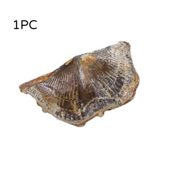 1 Buc Naturale Fosili Înghiți Fosile Paleontologie Fosile De Piatră Înghiți Specimen De Predare Știință De Colectare A Consumabilelor