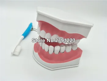 Dinții model de perie de predare modele Detașabile, Dinti mai mici,Dentare Adult standard orală model,mai devreme de Învățământ pentru copii,modele dentare